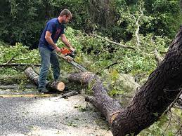 Best Tree Preservation Services  in Clarks Summit, PA