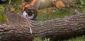 Best Fruit Tree Pruning  in Clarks Summit, PA