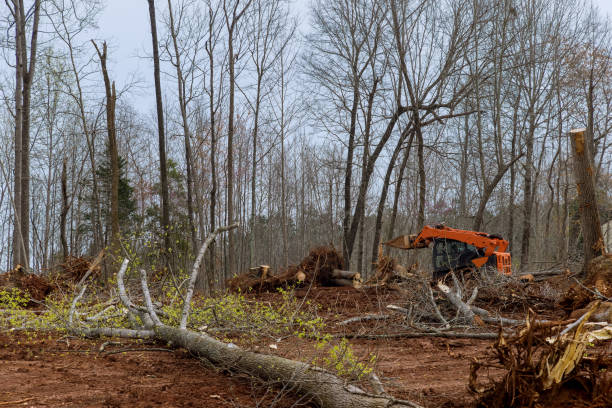 Best Storm Damage Tree Cleanup  in Clarks Summit, PA