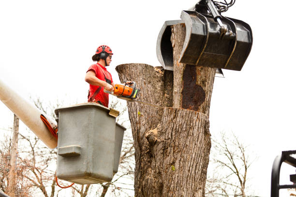 Clarks Summit, PA Tree Removal Services Company